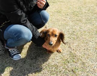 木曽三川公園 ドッグラン ボルゾイな生活