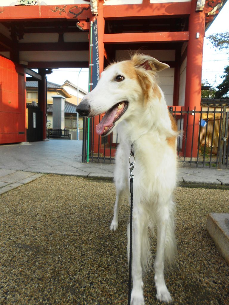 散歩フルコース 犬のふんだめ ボルゾイな生活 散歩フルコース 犬のふんだめ ボルゾイな生活