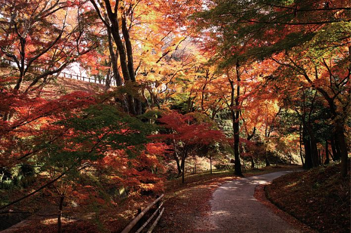 宮妻峡 水沢もみじ谷の紅葉 ボルゾイな生活