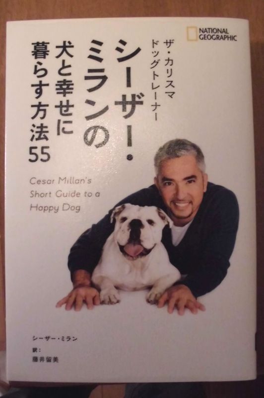 犬と幸せに暮らす方法 ボルゾイな生活 犬と幸せに暮らす方法 ボルゾイな生活