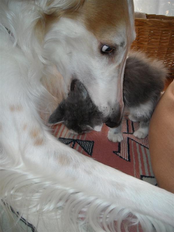 ボルゾイは猟犬 ボルゾイな生活