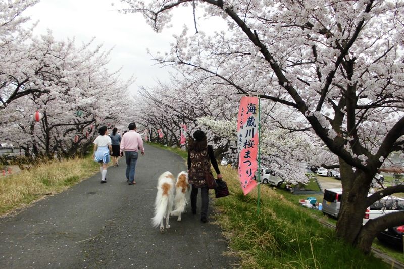 海蔵川桜祭り ボルゾイな生活