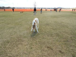 木曽三川公園 ドッグラン ボルゾイな生活