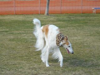 木曽三川公園 ドッグラン ボルゾイな生活