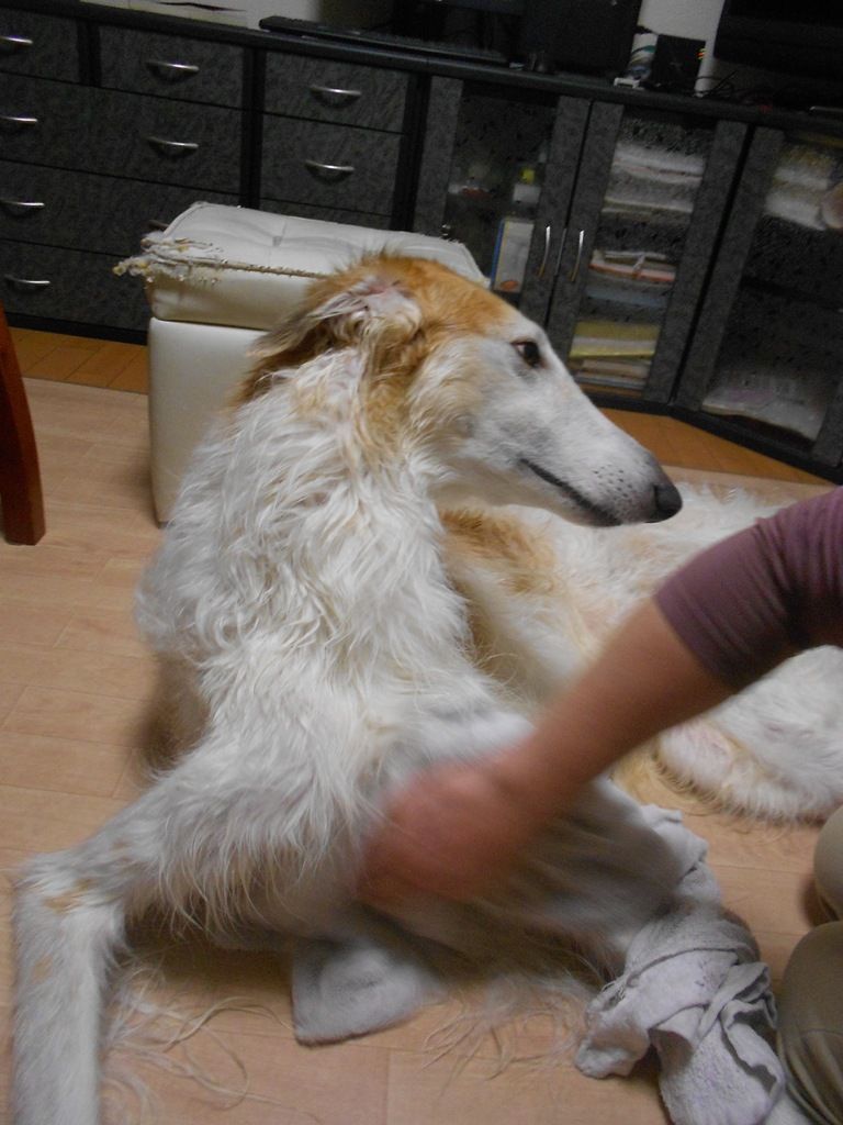 風呂あがり ボルゾイ返し ボルゾイな生活