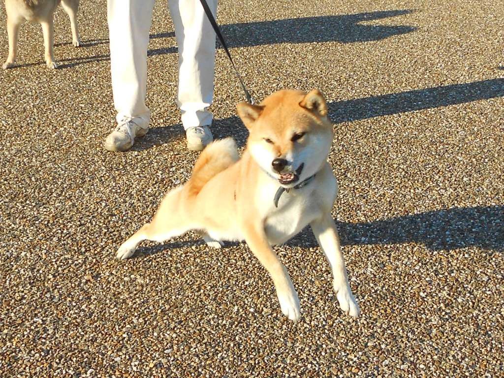 ケンカしました 反省してます ゚ ノd ゚ ボルゾイな生活 ケンカしました 反省してます ゚ ノd ゚ ボルゾイな生活