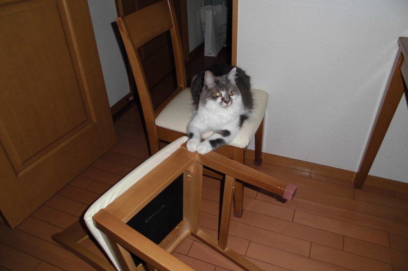 長い顔に傷 ボルゾイな生活