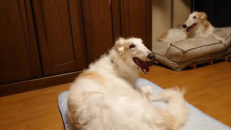里親さんに引き渡し完了 一報 ボルゾイな生活