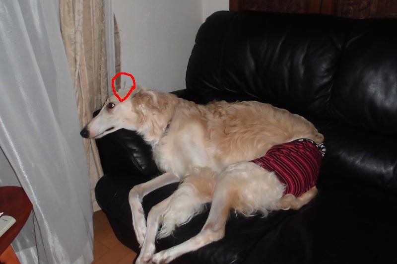 壁その後 ボルゾイな生活