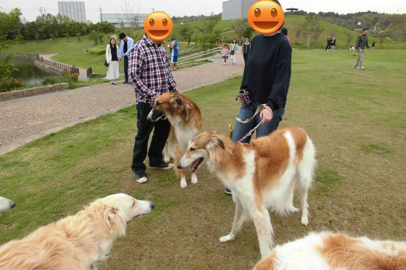 グリーンパークに大型犬集結 ボルゾイな生活