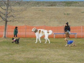 木曽三川公園 ドッグラン ボルゾイな生活