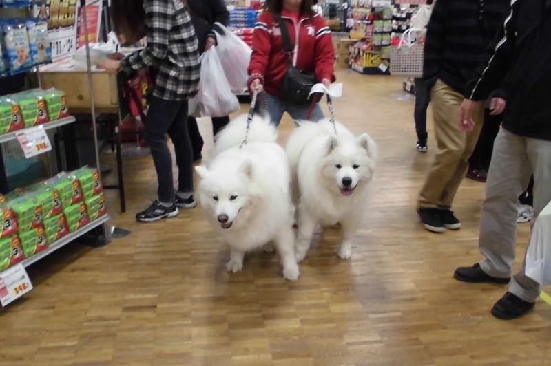 木曽三川公園 東海広場ドッグラン ボルゾイな生活