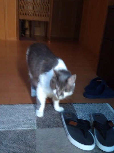 IMG_20200806_162727_2