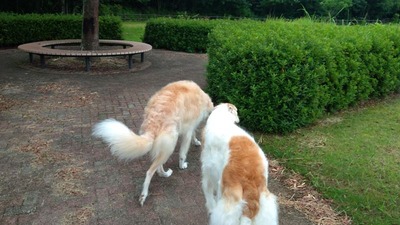 IMG_20200724_074741