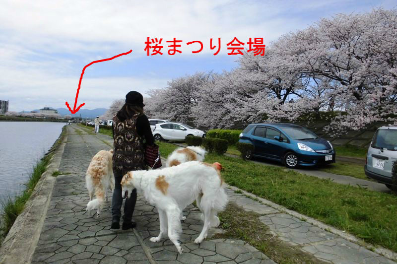 海蔵川桜祭り ボルゾイな生活
