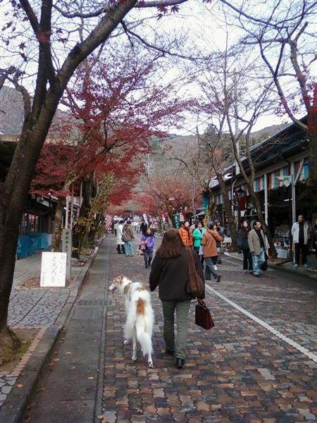 今年の紅葉その3 谷汲山華厳寺 ボルゾイな生活 今年の紅葉その3 谷汲山華厳寺 ボルゾイな生活