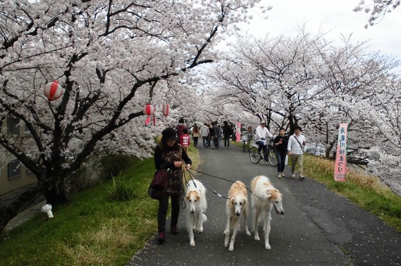 海蔵川桜祭り ボルゾイな生活