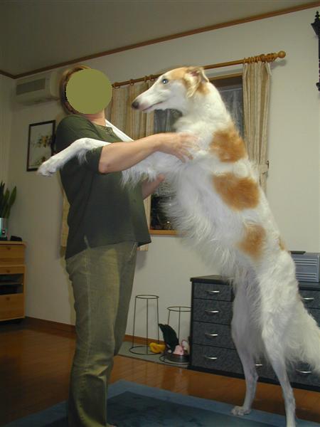 一歳になりました ボルゾイな生活