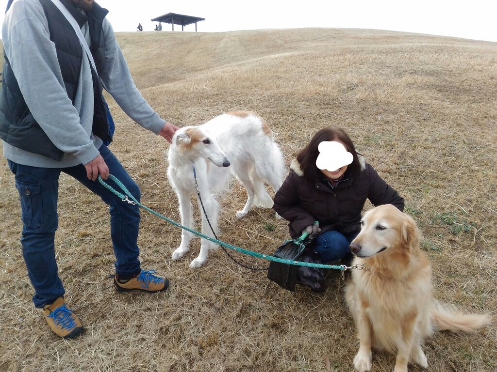 今日の公園散歩 ボルゾイな生活