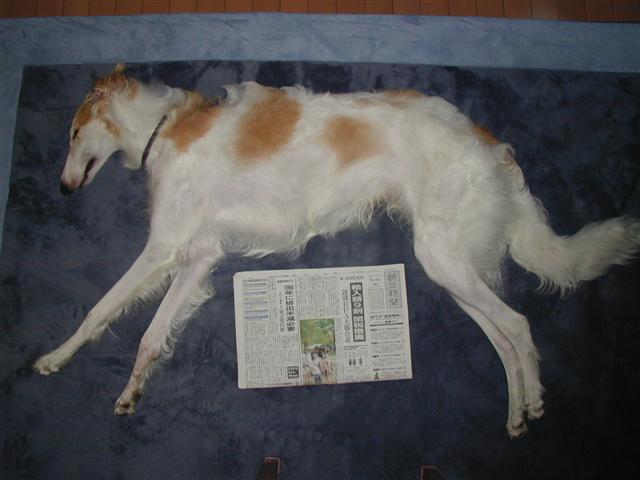 身体測定 ボルゾイな生活