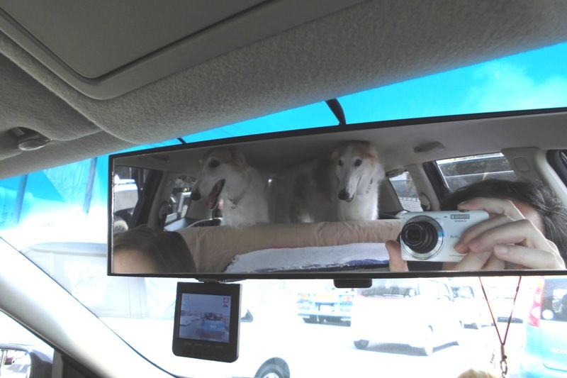 木曽三川公園 東海広場ドッグラン ボルゾイな生活