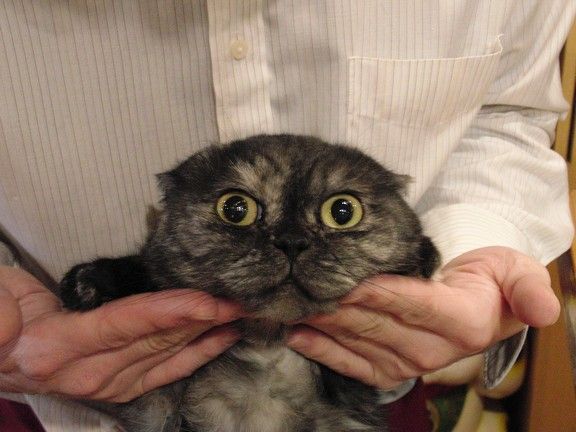 猫の肉球ぷにぷにぽよん 猫カフェ なーごなーご