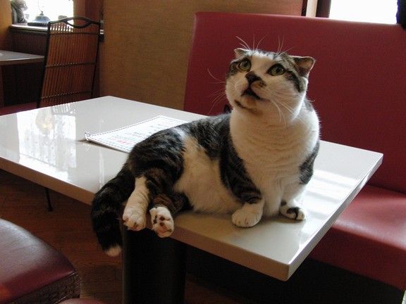 セリカさまの真顔もみもみ 猫カフェ なーごなーご セリカさまの真顔もみもみ 猫カフェ なーごなーご