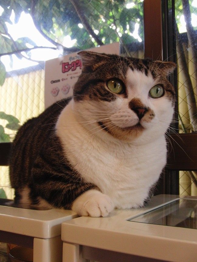 たるたるづくし 猫カフェ なーごなーご たるたるづくし 猫カフェ なーごなーご