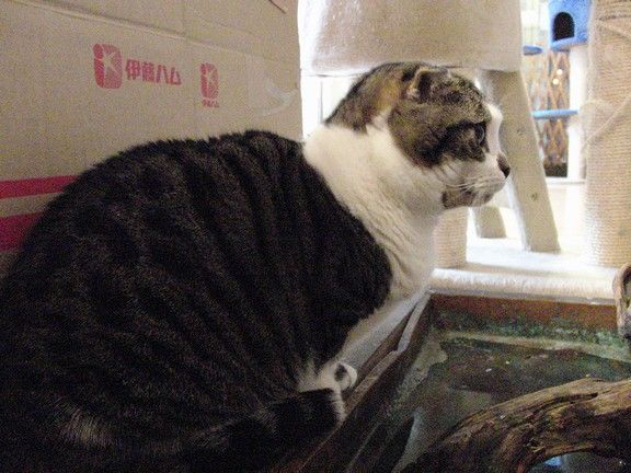 中学生の職場体験がありました 猫カフェ なーごなーご 中学生の職場体験がありました 猫カフェ なーごなーご