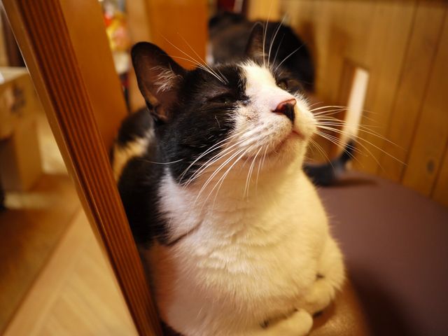 猫カフェ なーごなーご 猫カフェ なーごなーご