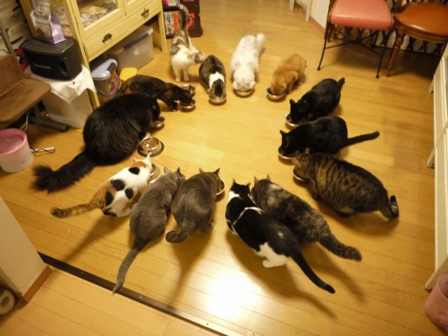 なーごなーご 7周年 猫カフェ なーごなーご なーごなーご 7周年 猫カフェ なーごなーご