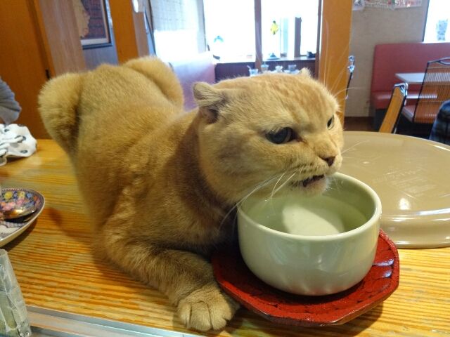 なーご モンハンxオフ16 開催のお知らせ 猫カフェ なーごなーご なーご モンハンxオフ16 開催のお知らせ 猫カフェ なーごなーご