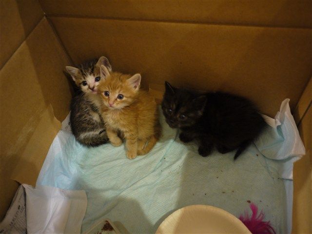 仔猫のおチビ３兄弟は生後３週間で早速ケージから出せと 猫カフェ なーごなーご