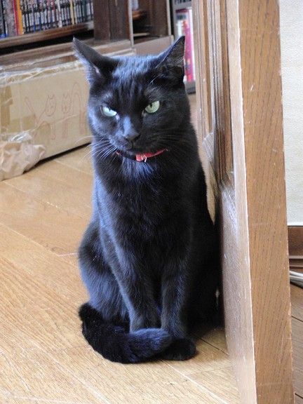 黒猫組とかとか 猫カフェ なーごなーご 黒猫組とかとか 猫カフェ なーごなーご