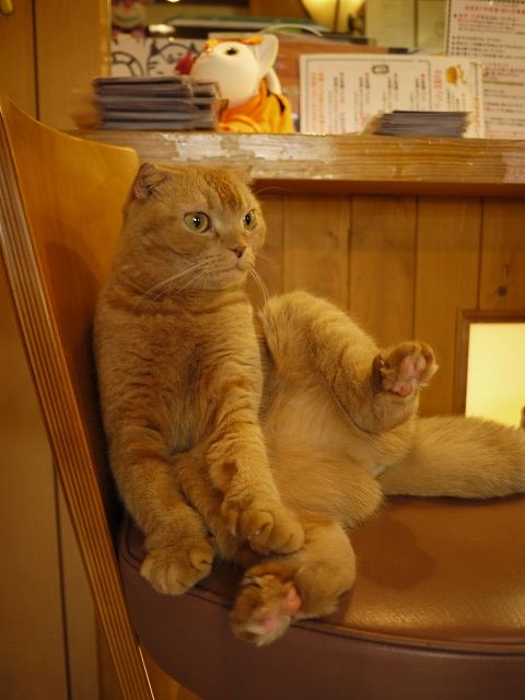 猫カフェ なーごなーご 11年10月 猫カフェ なーごなーご 11年10月