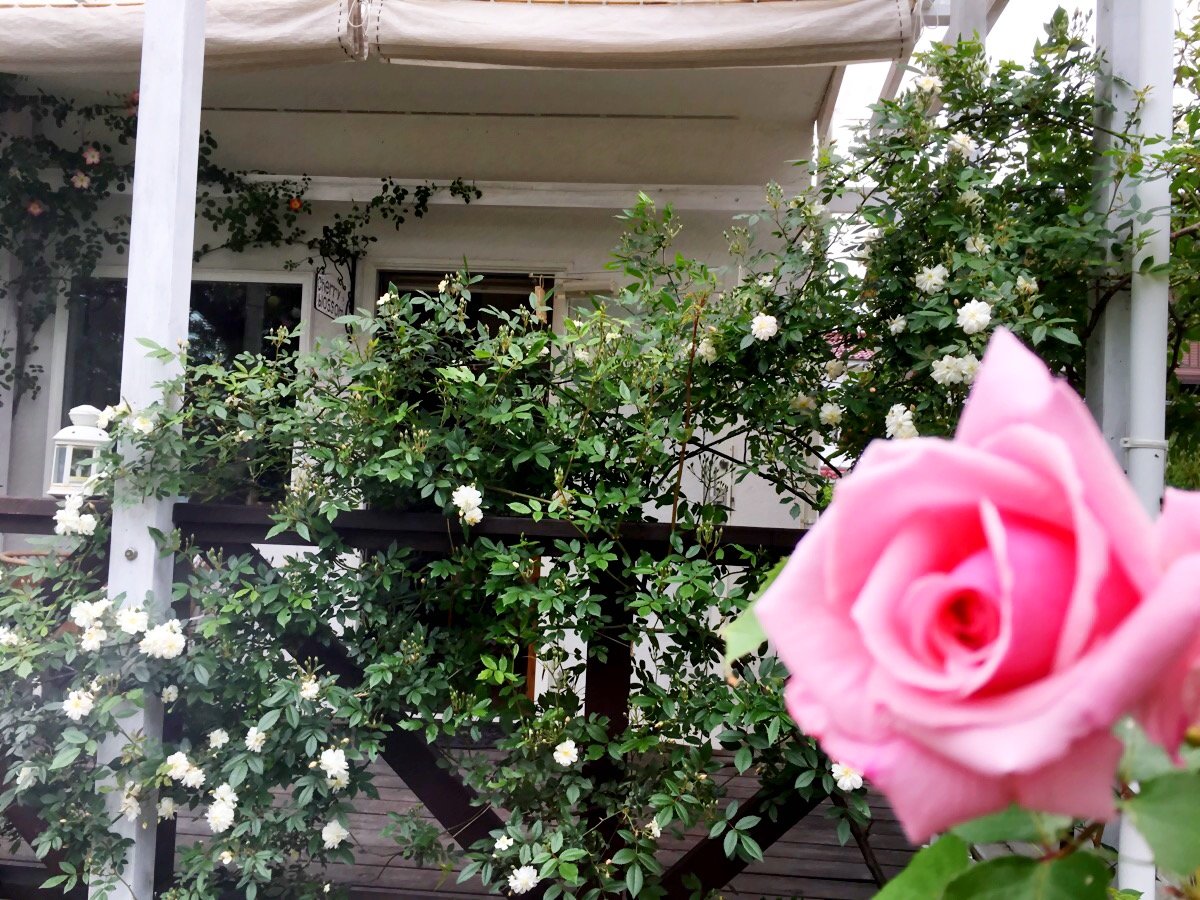 バラ情報 Cafe Cherryblossom