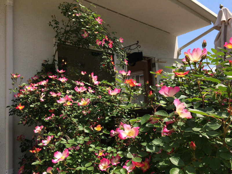 つるバラカクテルが満開です Cafe Cherryblossom つるバラカクテルが満開です Cafe Cherryblossom