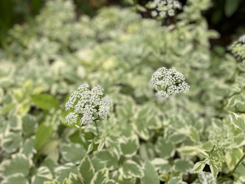 7A56D7AF-859E-4D3A-ADA3-4C8A6256507E