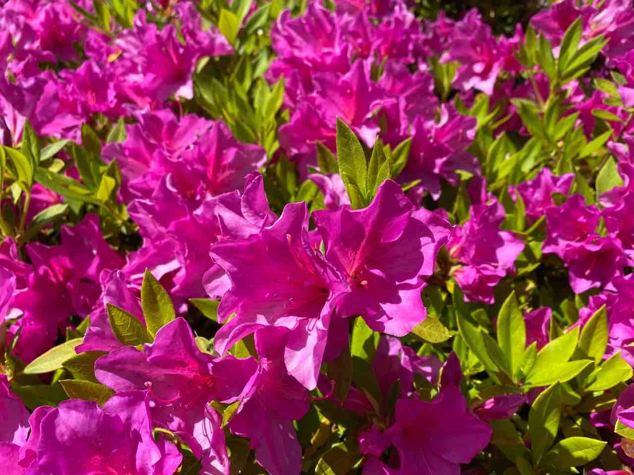 分からない植物などの名前は スマホに教えてもらっています こころゆっくりな暮らし