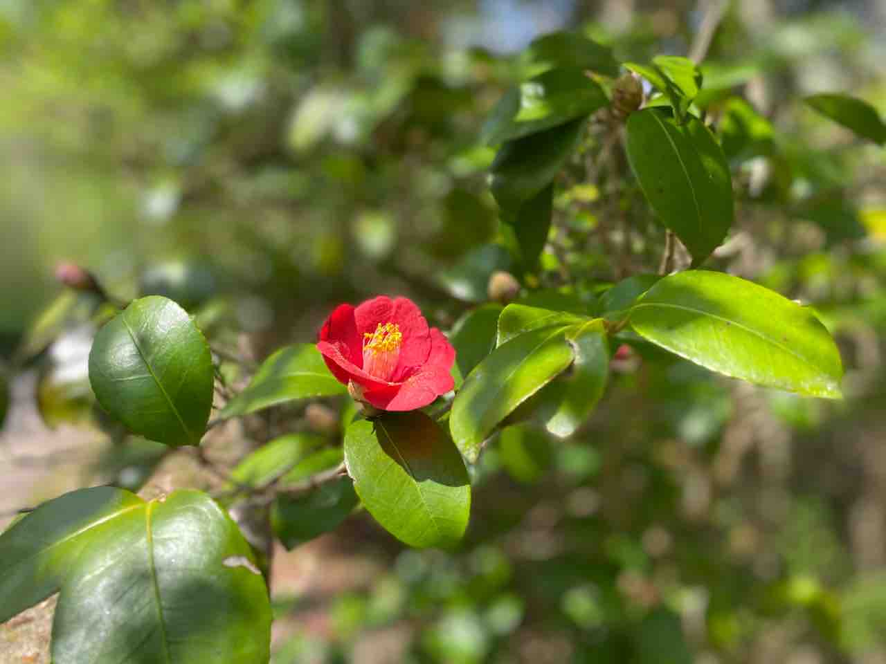 分からない植物などの名前は スマホに教えてもらっています こころゆっくりな暮らし 分からない植物などの名前は スマホに教えてもらっています こころゆっくりな暮らし