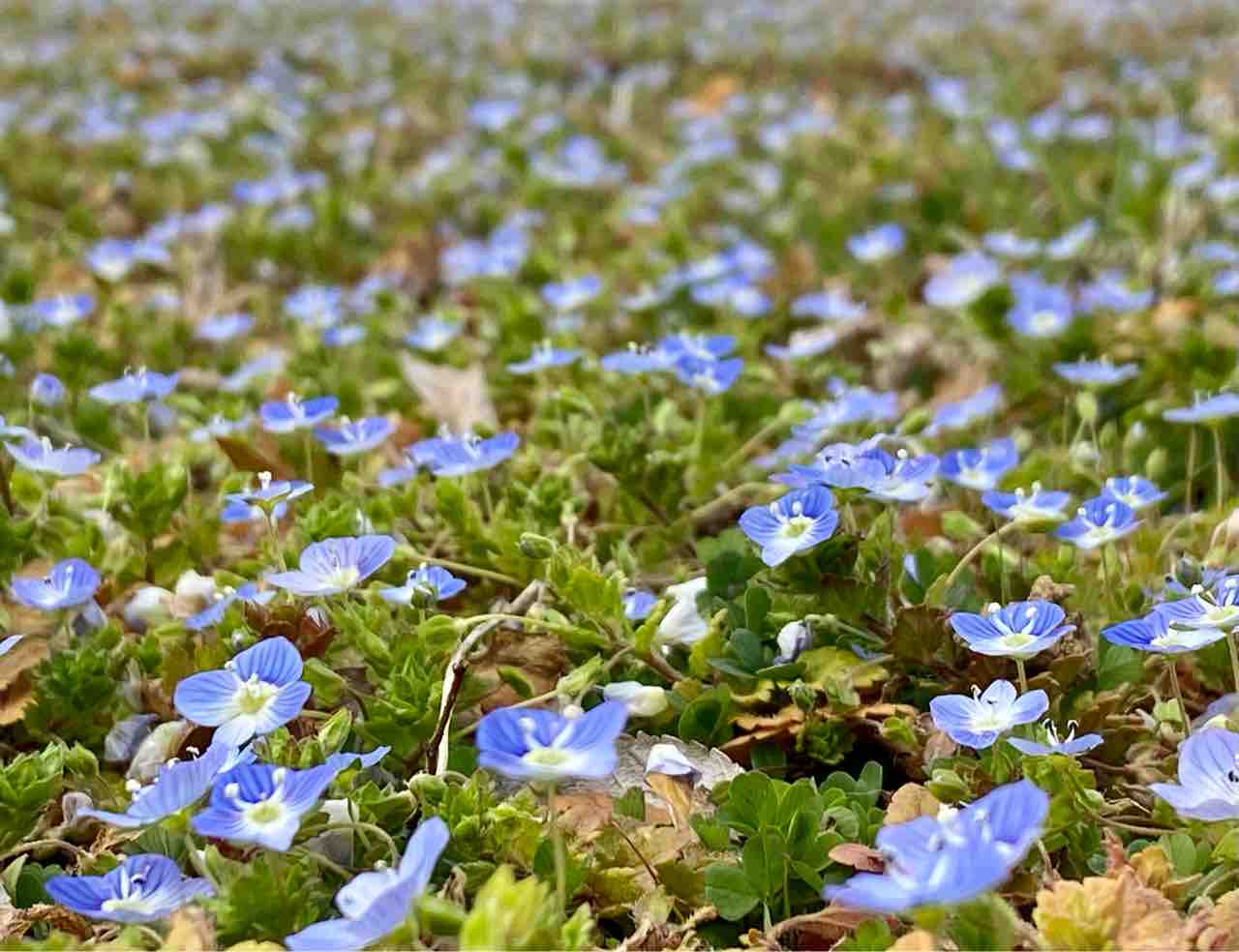 オオイヌノフグリ 萌葱色の散歩道
