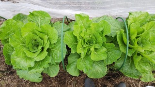 IMG_0002_BURST0010034