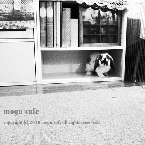 mogu111