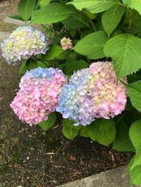 IMG_1683