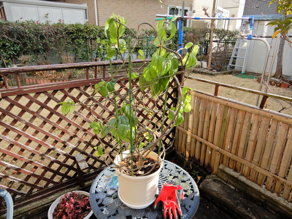 源平カズラの植え替え Cafe Tom 源平カズラの植え替え Cafe Tom