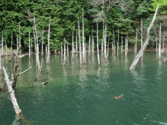 山口県版なんちゃって美瑛の青い池 一の俣桜公園 蒼霧鯉池 と 万倉の大岩郷 を見てきたよ ゆるゆるカフェ
