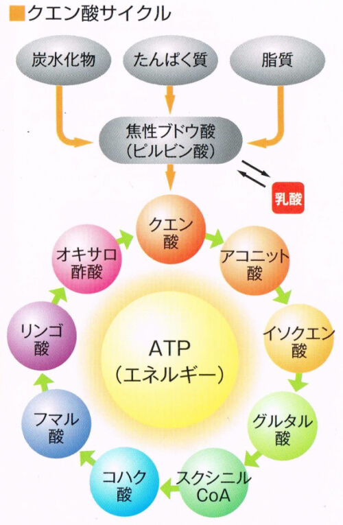 古来から知られたお酢の健康効果 From U U To You