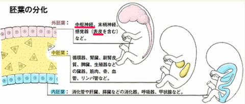 胚葉の分化