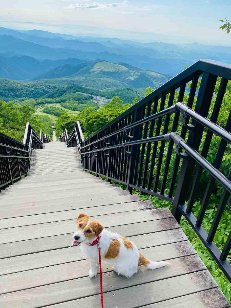 犬連れ霧降高原キスゲ平園地（栃木県日光市） : 登山犬 ジャック