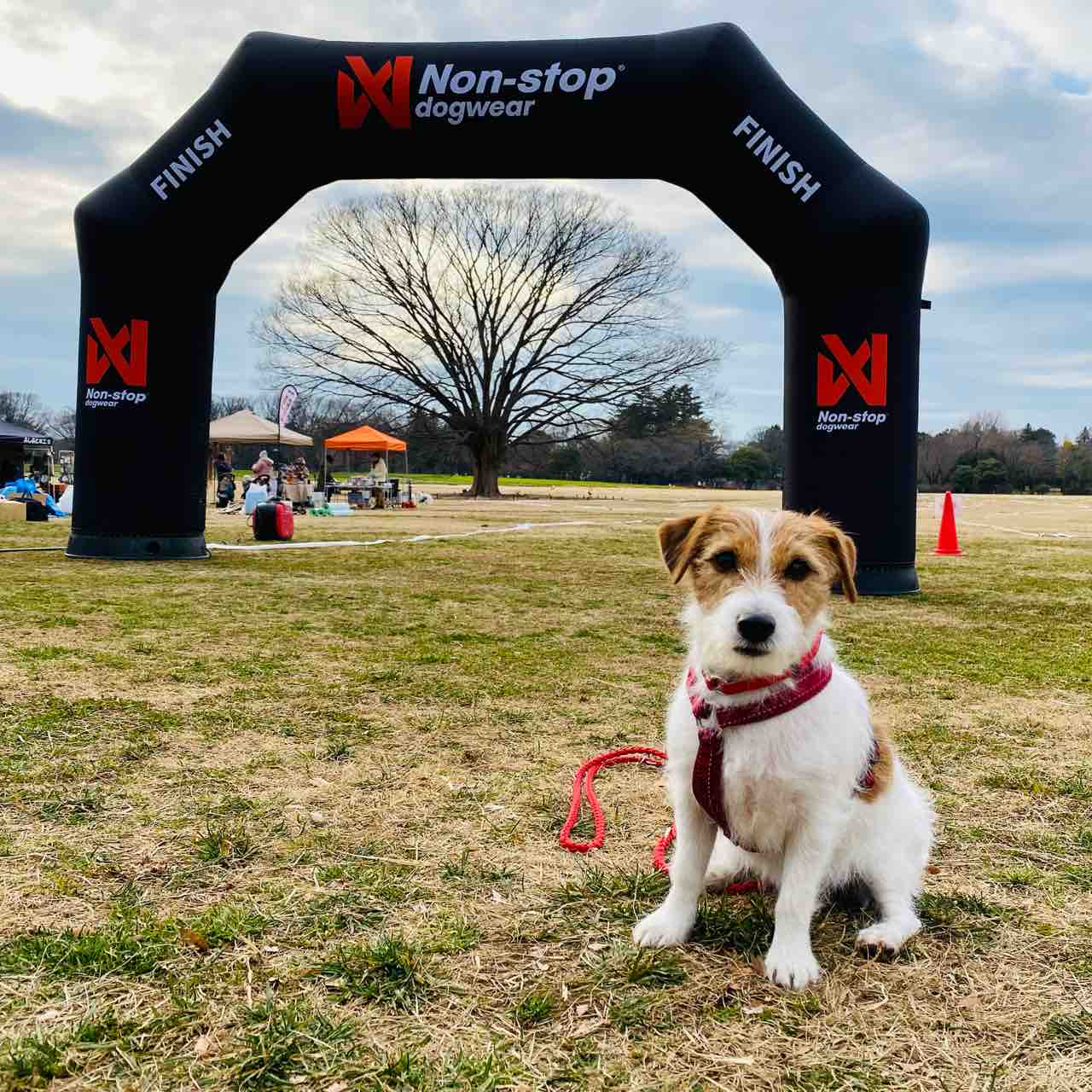 犬とカニクロス ドッグマラソン2024 東京カニクロス ノンストップ